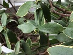 我的瑞香下山桩快要养死了 怎么办 图片