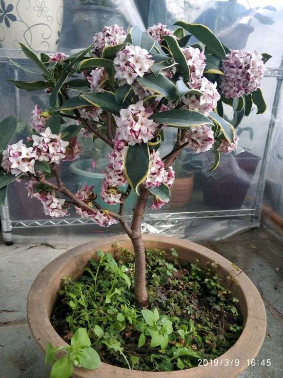 瑞香下山桩的香真不是吹的 图片