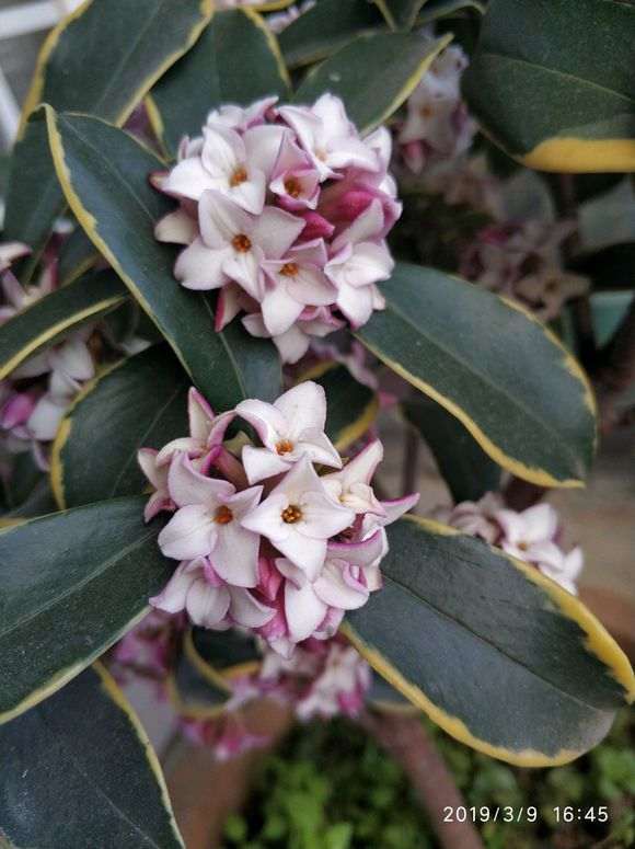 瑞香下山桩的香真不是吹的 图片