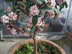 瑞香下山桩的香真不是吹的 图片