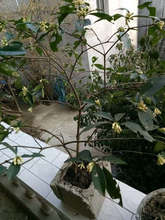 北房室内可以养瑞香下山桩吗 图片