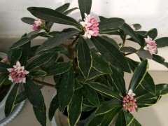 北方室内可以养瑞香下山桩吗 图片