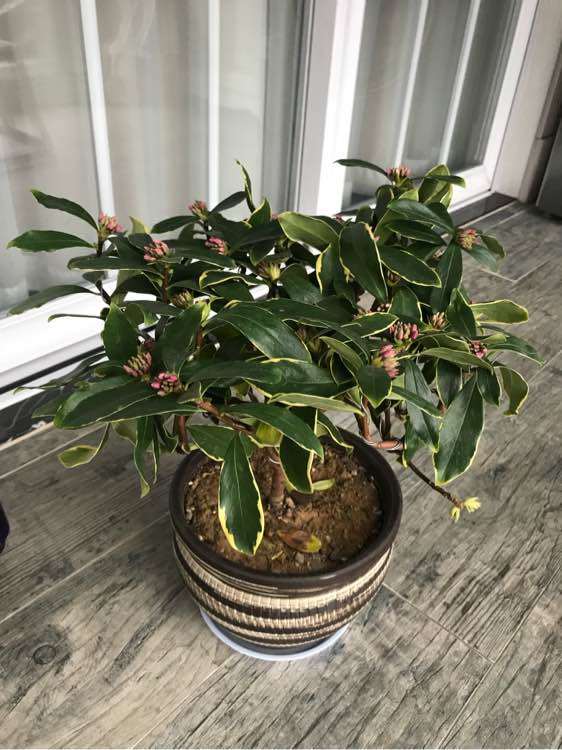 瑞香下山桩一直不长新叶子 怎么办 图片