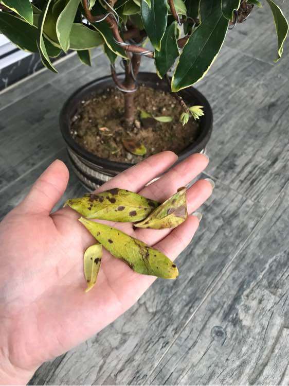 瑞香下山桩一直不长新叶子 怎么办 图片