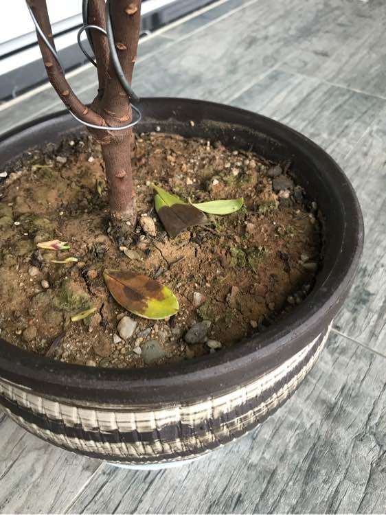 瑞香下山桩一直不长新叶子 怎么办 图片