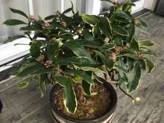 瑞香下山桩一直不长新叶子 怎么办 图片