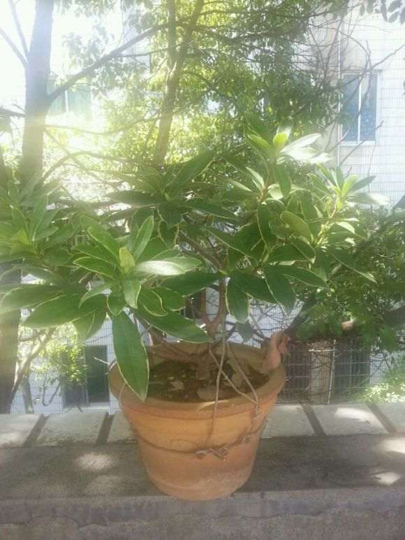 每天给瑞香下山桩浇水 不怕涝吗 图片