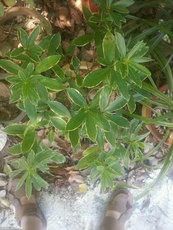 每天给瑞香下山桩浇水 不怕涝吗 图片