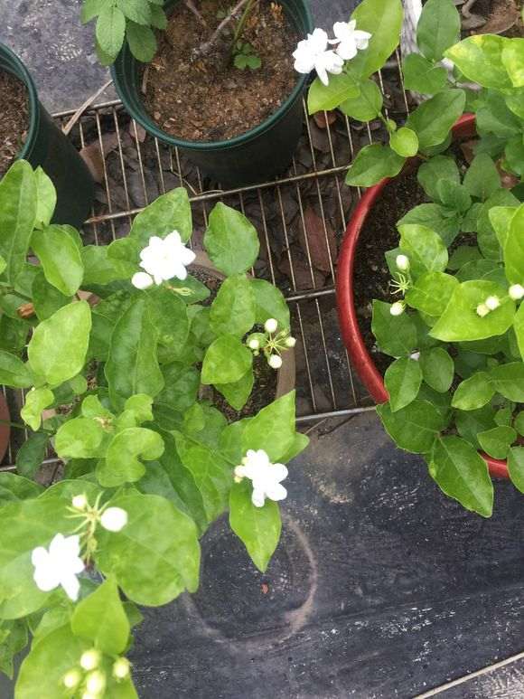 瑞香下山桩早上晒2小时 可以吗 图片