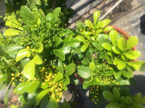 瑞香下山桩早上晒2小时 可以吗 图片