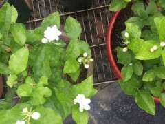 瑞香下山桩早上晒2小时 可以吗 图片