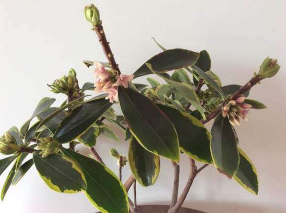 瑞香下山桩用的什么土 最好 图片