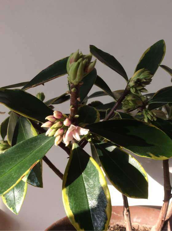 瑞香下山桩用的什么土 最好 图片