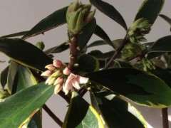 瑞香下山桩用的什么土 最好 图片