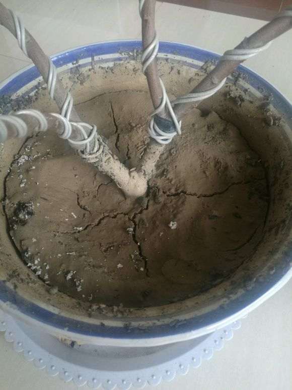 金边瑞香下山桩怎么养殖的2个体会 图片