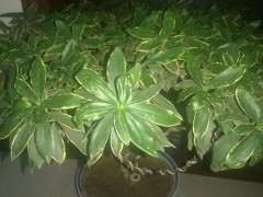 金边瑞香下山桩怎么养殖的2个体会 图片