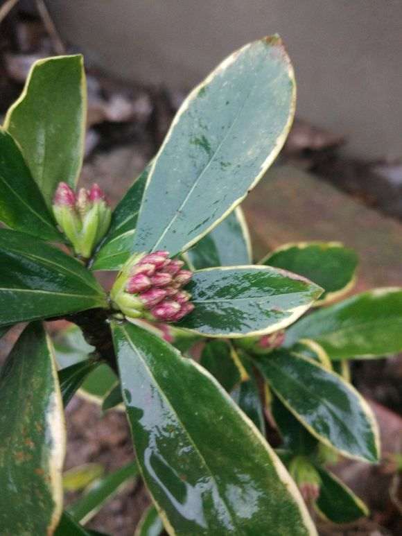 湖北怎么地栽瑞香下山桩的方法 图片