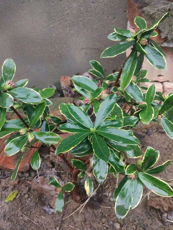 湖北怎么地栽瑞香下山桩的方法 图片