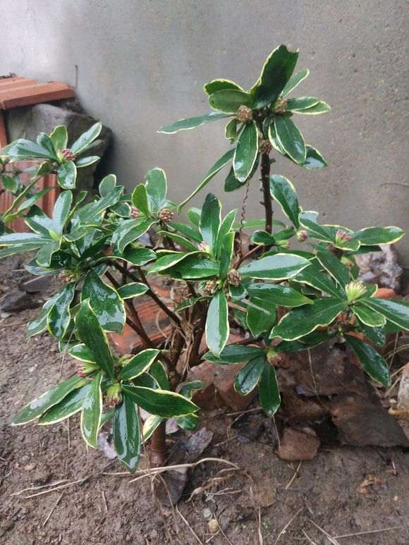 湖北怎么地栽瑞香下山桩的方法 图片