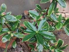 湖北怎么地栽瑞香下山桩的方法 图片