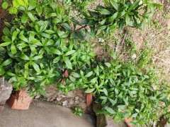 瑞香下山桩怎么地栽 有蚯蚓 怎么办