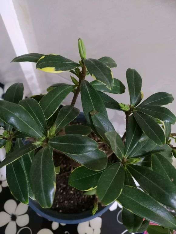 我的瑞香下山桩也僵苗了 怎么办 图片