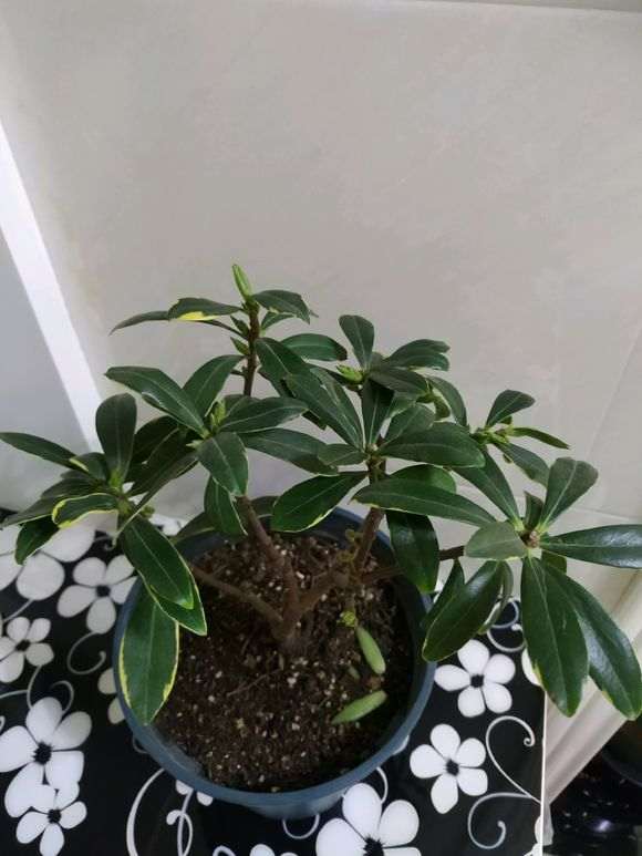 我的瑞香下山桩也僵苗了 怎么办 图片