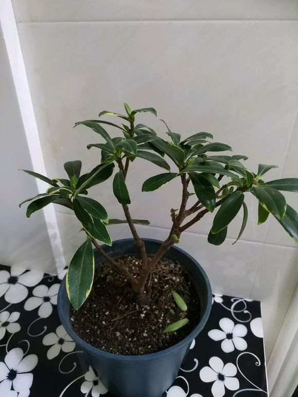 我的瑞香下山桩也僵苗了 怎么办 图片