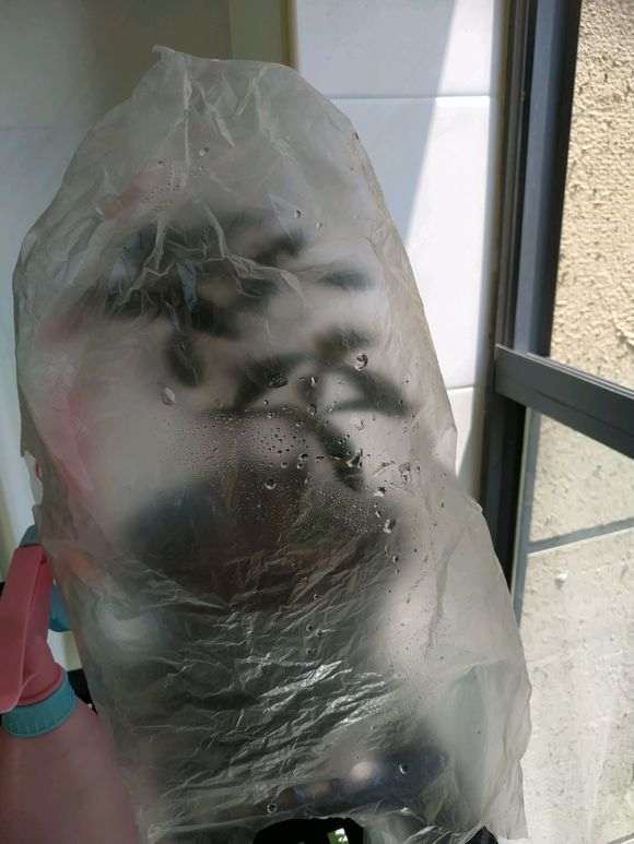 瑞香下山桩每天都喷水 叶子干瘪 怎么办