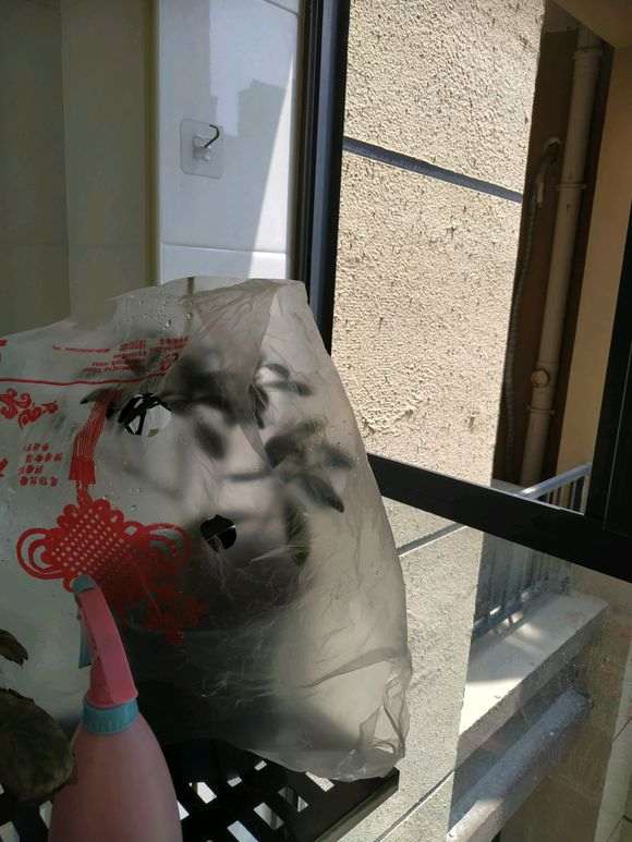 瑞香下山桩每天都喷水 叶子干瘪 怎么办