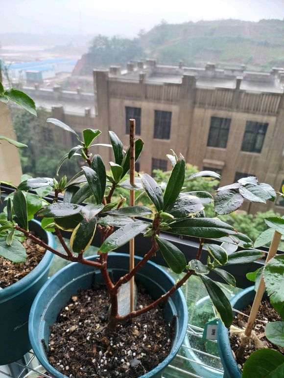 瑞香下山桩每天都喷水 叶子干瘪 怎么办