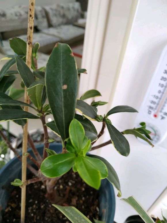 瑞香下山桩每天都喷水 叶子干瘪 怎么办