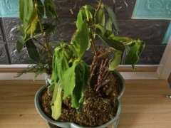 瑞香下山桩这个样子是怎么回事 图片