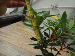 瑞香下山桩怎么摘心的方法 图片