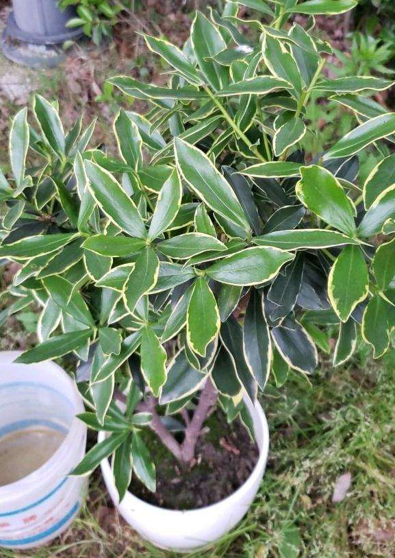 瑞香下山桩出了好多新芽 怎么打理 图片