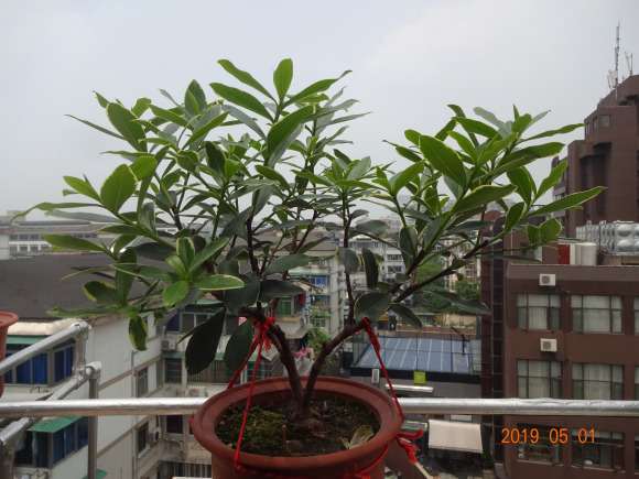 瑞香下山桩出了好多新芽 怎么打理 图片