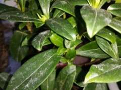 瑞香下山桩的香味 区别大吗 图片