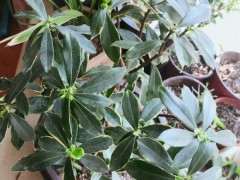 瑞香下山桩新发叶芽 太大了 怎么办 图片