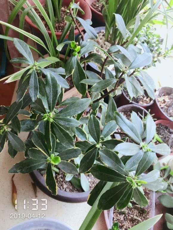 瑞香下山桩搬室外能晒太阳吗 图片