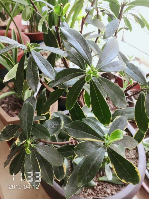 瑞香下山桩搬室外能晒太阳吗 图片