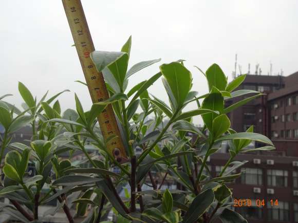 为什么瑞香下山桩要摘掉老叶子 图片