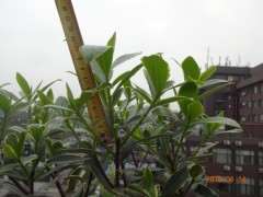 为什么瑞香下山桩要摘掉老叶子 图片