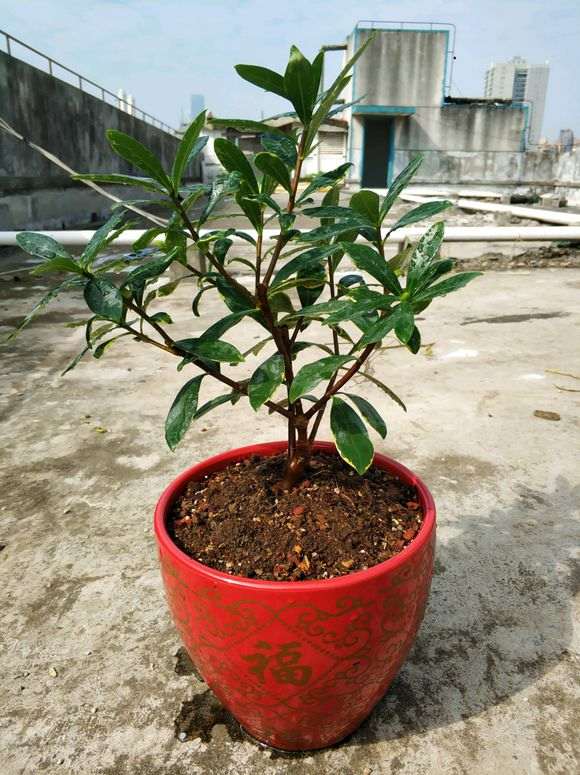 瑞香下山桩开完花要怎么修剪呢 图片