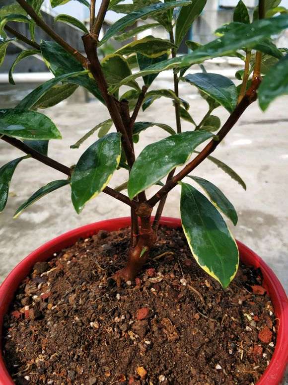 瑞香下山桩开完花要怎么修剪呢 图片