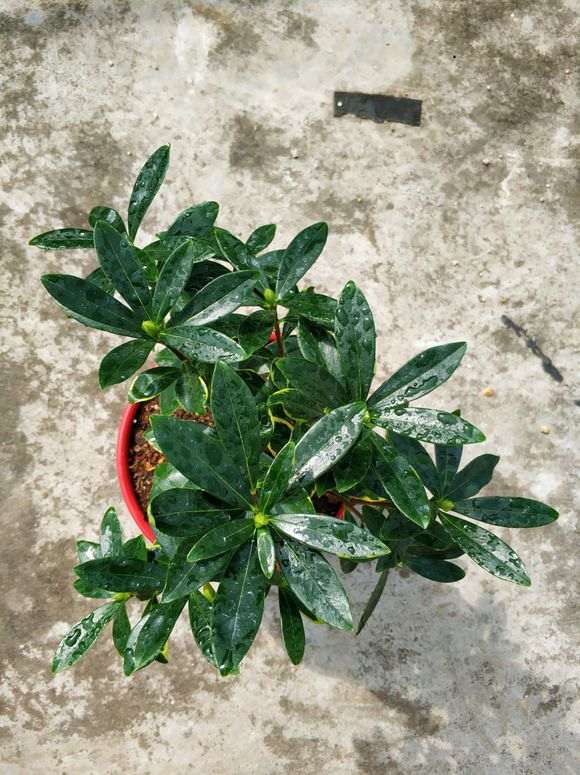 瑞香下山桩开完花要怎么修剪呢 图片