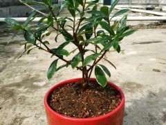 瑞香下山桩开完花要怎么修剪呢 图片