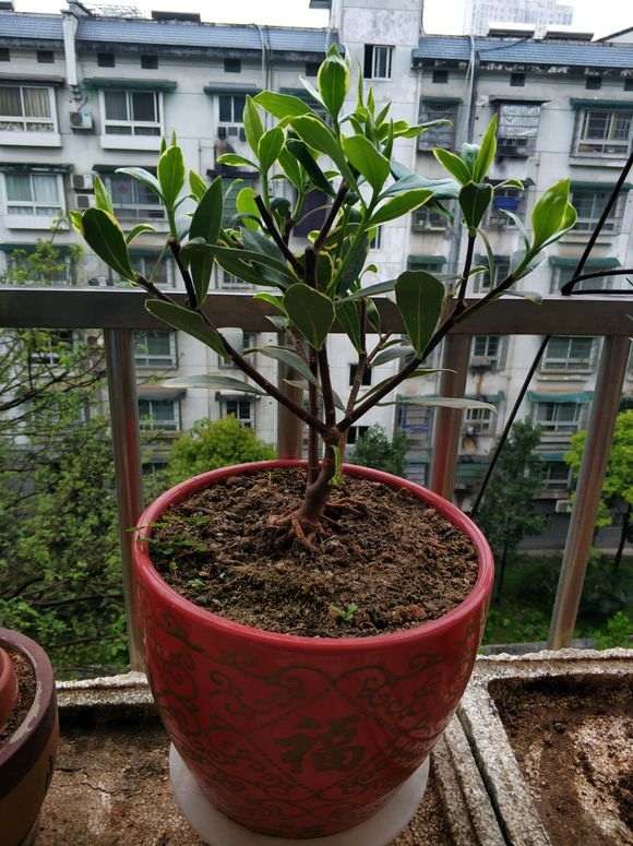 长沙养瑞香下山桩的经历 图片