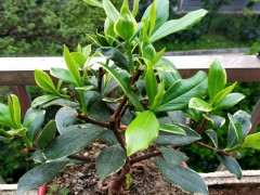 长沙养瑞香下山桩的经历 图片