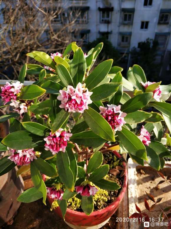 瑞香下山桩开花了 叶子营养不良 图片