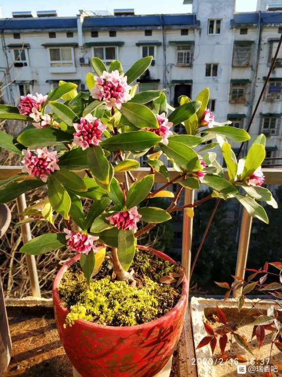 瑞香下山桩开花了 叶子营养不良 图片